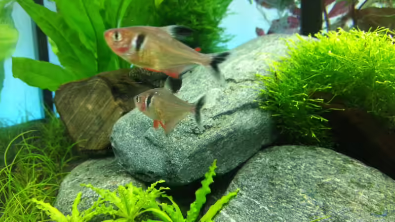 Besatz im Aquarium Juwel RIO 125 von aquaristikman (19)