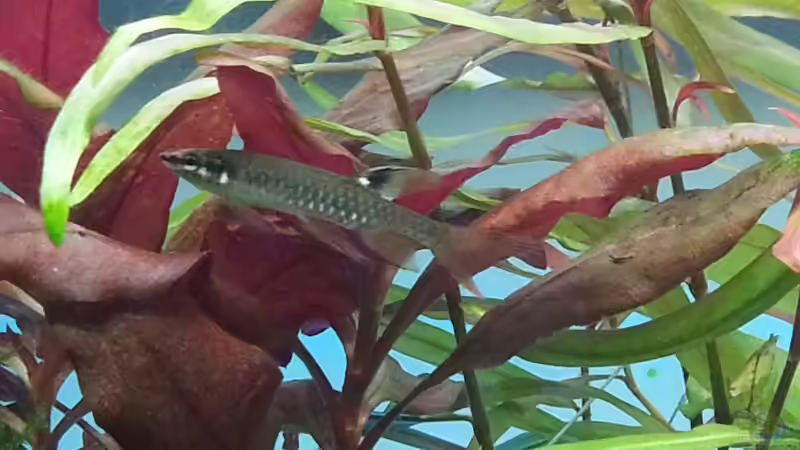 Besatz im Aquarium Juwel RIO 125 von aquaristikman (20)