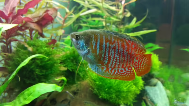 Besatz im Aquarium Juwel RIO 125 von aquaristikman (21)