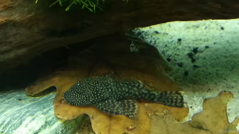 Besatz im Aquarium Juwel RIO 125 von aquaristikman (22)
