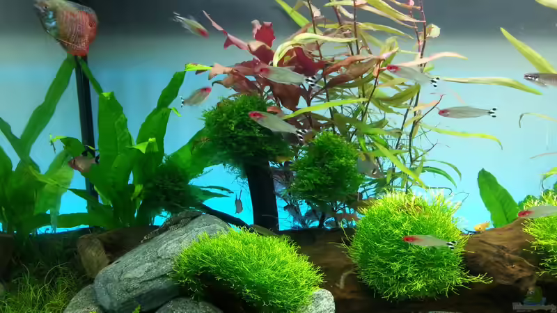 Besatz im Aquarium Juwel RIO 125 von aquaristikman (24)