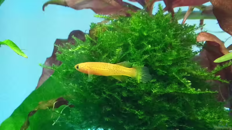 Besatz im Aquarium Juwel RIO 125 von aquaristikman (25)