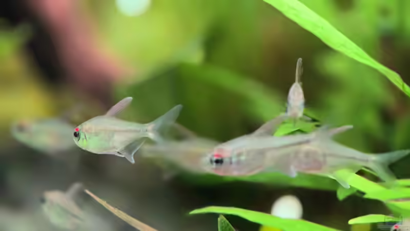 Besatz im Aquarium Juwel Rio 125 von Laura (37)