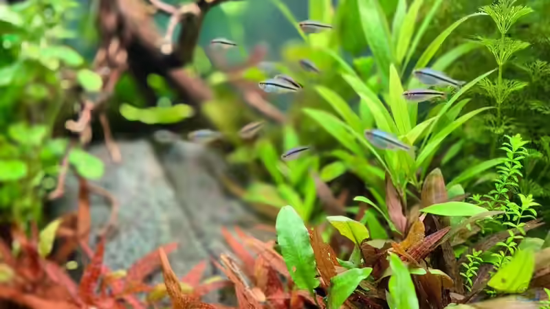 Besatz im Aquarium Juwel Rio 125 von Laura (40)