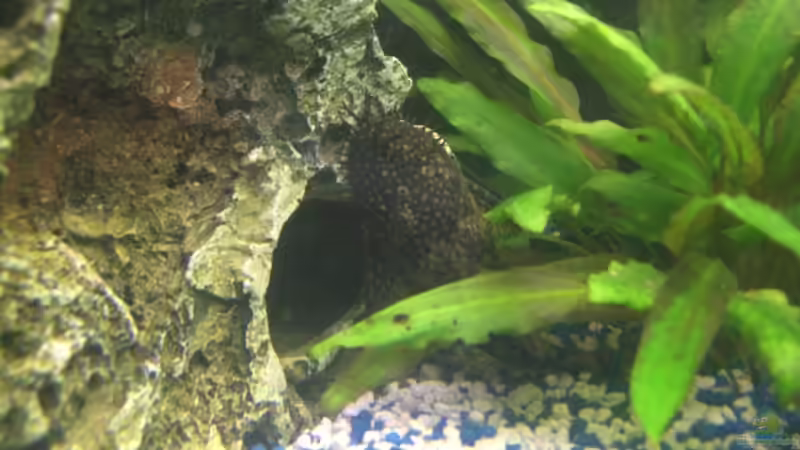 Besatz im Aquarium Juwel Rio 180 von Lollipop (30)