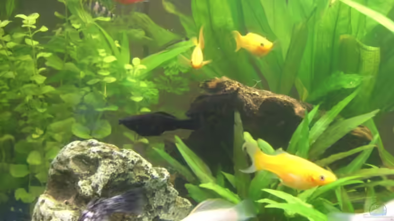 Besatz im Aquarium Juwel Rio 180 von Lollipop (32)