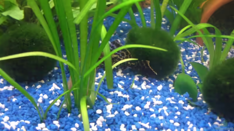 Besatz im Aquarium Juwel Rio 180 von Lollipop (33)