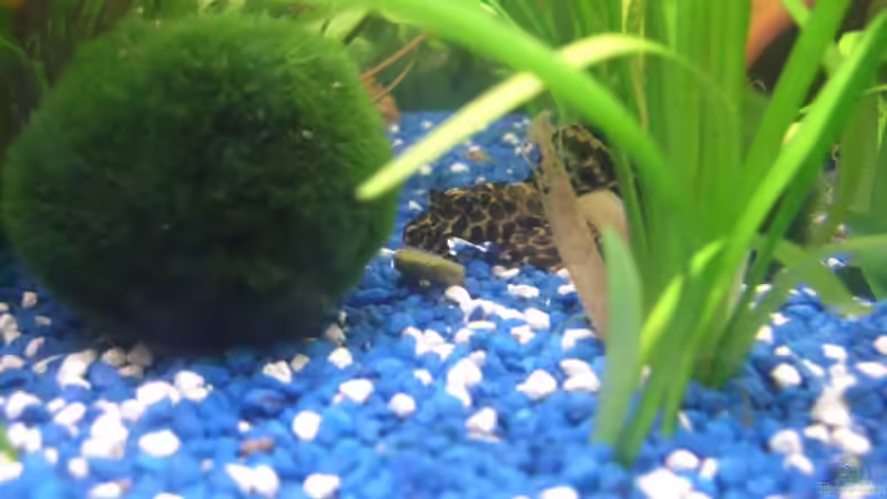 Besatz im Aquarium Juwel Rio 180 von Lollipop (34)