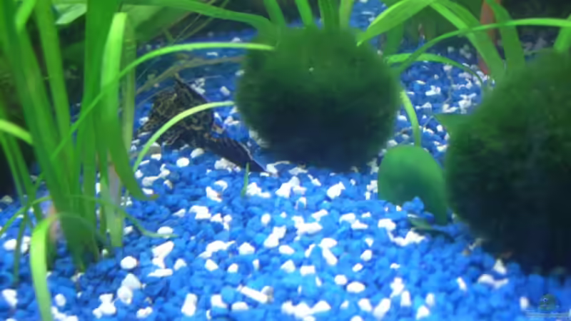 Besatz im Aquarium Juwel Rio 180 von Lollipop (35)