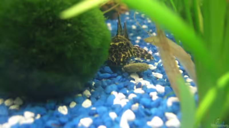 Besatz im Aquarium Juwel Rio 180 von Lollipop (36)