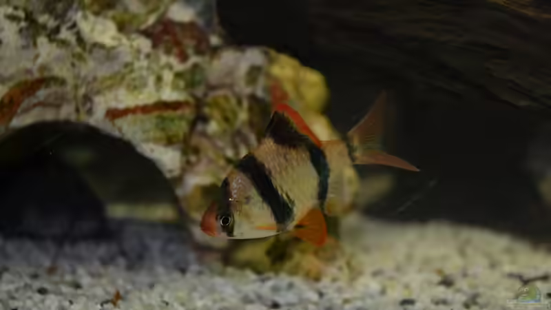 Besatz im Aquarium Juwel Rio 180 von Steve (18)