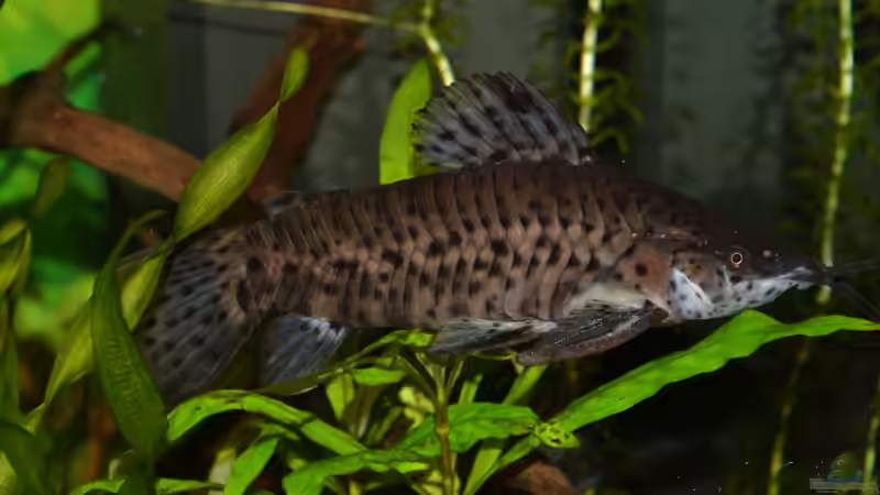 Besatz im Aquarium Juwel Rio 180 von Steve (21)