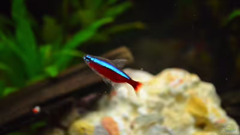 Besatz im Aquarium Juwel Rio 180 von Steve (22)