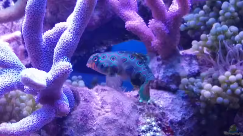 Besatz im Aquarium Juwel Rio 180 von Tamara Sonnenberg - Stühmer (10)