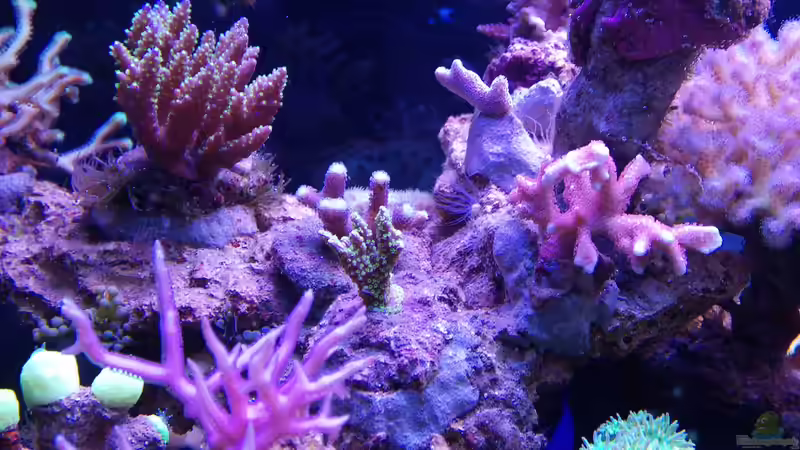 Besatz im Aquarium Juwel Rio 180 von Tamara Sonnenberg - Stühmer (11)