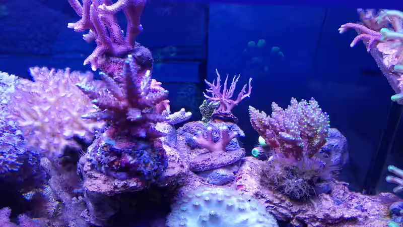 Besatz im Aquarium Juwel Rio 180 von Tamara Sonnenberg - Stühmer (12)