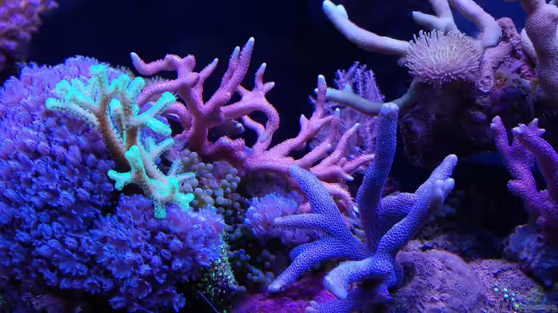 Besatz im Aquarium Juwel Rio 180 von Tamara Sonnenberg - Stühmer (14)