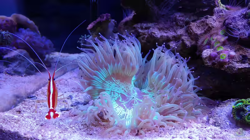 Besatz im Aquarium Juwel Rio 180 von Tamara Sonnenberg - Stühmer (18)