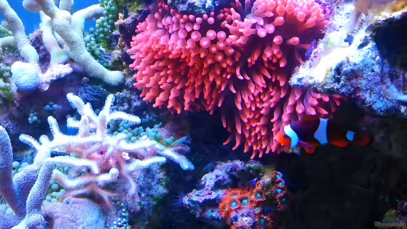 Besatz im Aquarium Juwel Rio 180 von Tamara Sonnenberg - Stühmer (19)