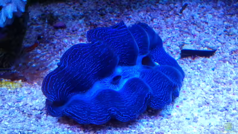 Besatz im Aquarium Juwel Rio 180 von Tamara Sonnenberg - Stühmer (20)