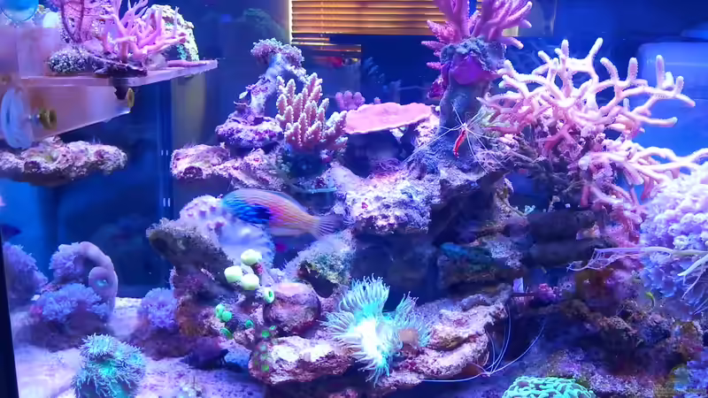 Besatz im Aquarium Juwel Rio 180 von Tamara Sonnenberg - Stühmer (21)