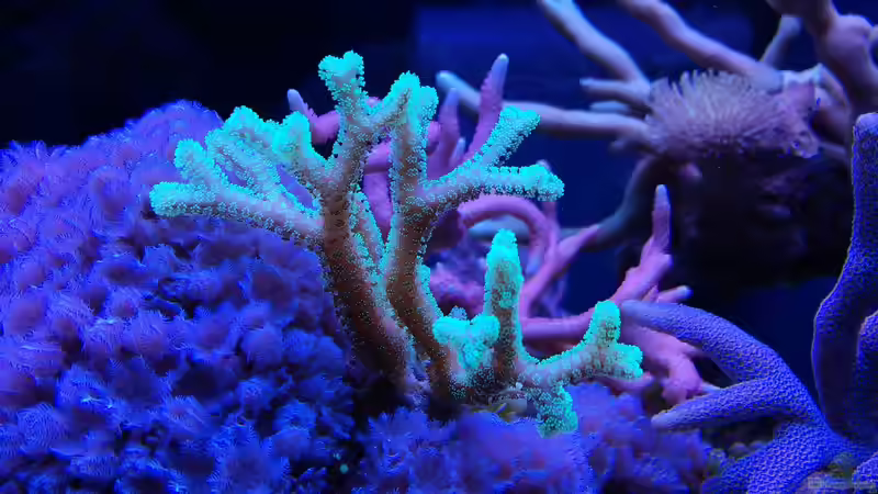 Besatz im Aquarium Juwel Rio 180 von Tamara Sonnenberg - Stühmer (6)