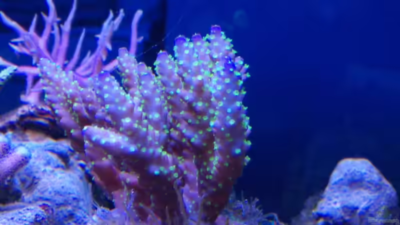 Besatz im Aquarium Juwel Rio 180 von Tamara Sonnenberg - Stühmer (7)