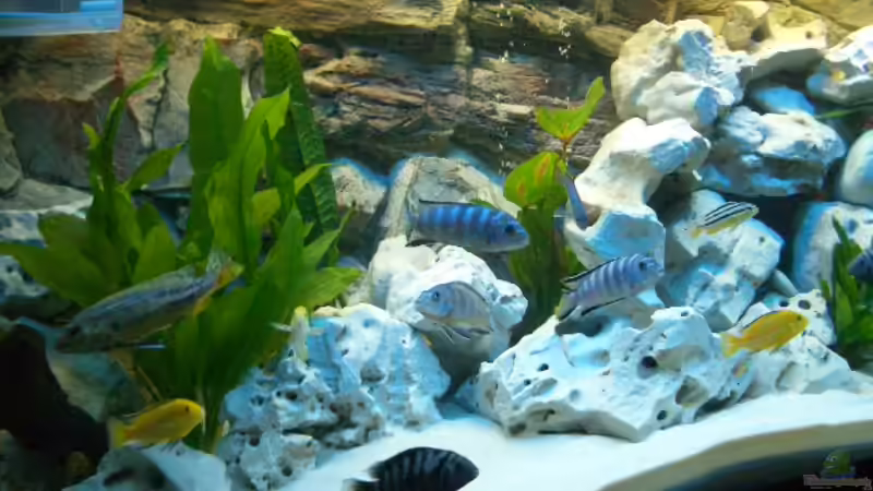 Besatz im Aquarium Juwel Rio 240 von Benkolo (17)