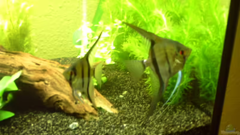 Besatz im Aquarium Juwel Rio 240 von Klumpen (26)