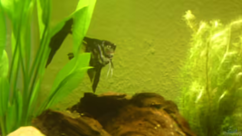 Besatz im Aquarium Juwel Rio 240 von Klumpen (28)