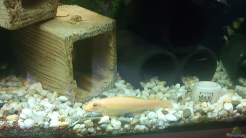 Besatz im Aquarium Juwel Rio 240 von Martin Rüdiger (10)