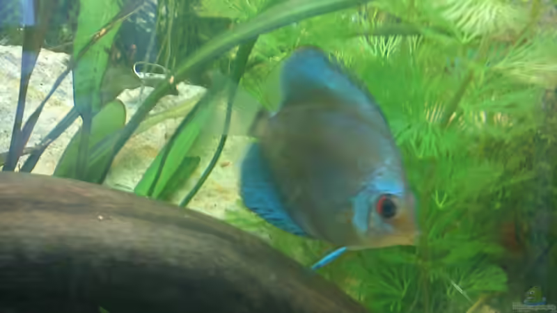 Besatz im Aquarium Juwel Rio 240 von Martin Rüdiger (11)