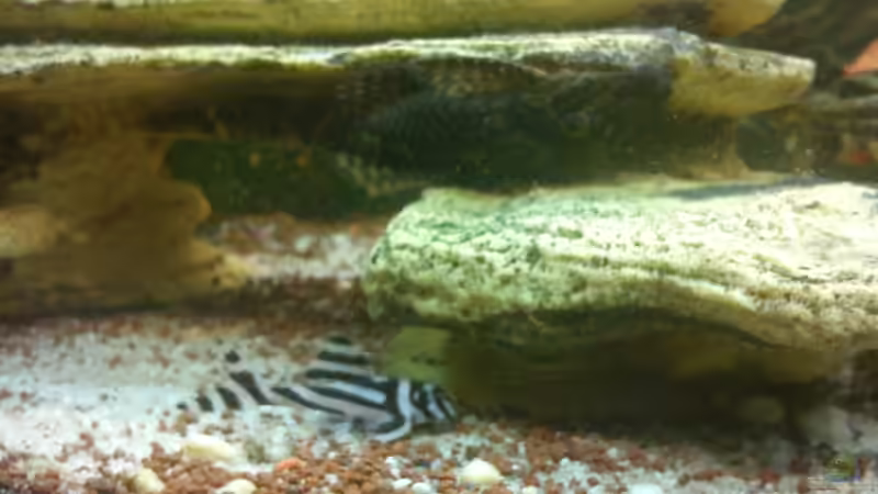 Besatz im Aquarium Juwel Rio 240 von Martin Rüdiger (12)