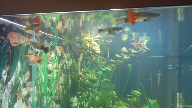 Besatz im Aquarium Juwel Rio 240 von Martin Rüdiger (13)
