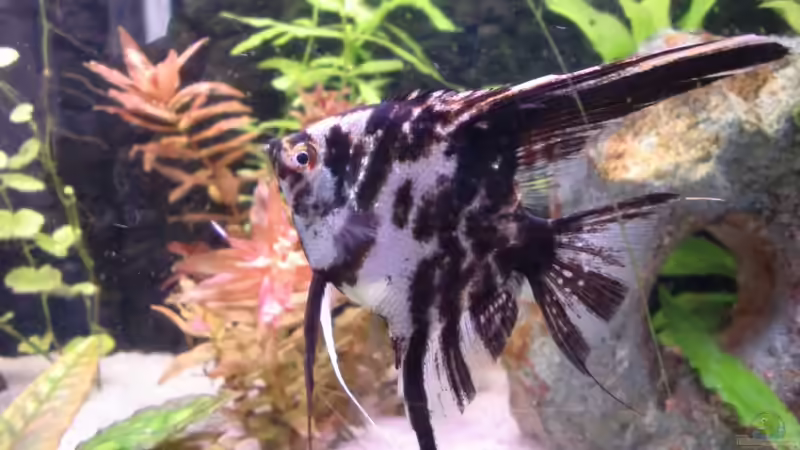 Besatz im Aquarium Juwel Rio 240 von schecki (10)