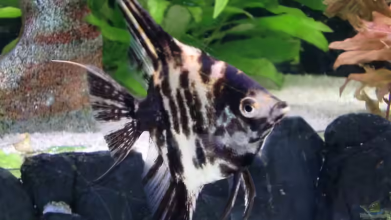 Besatz im Aquarium Juwel Rio 240 von schecki (11)