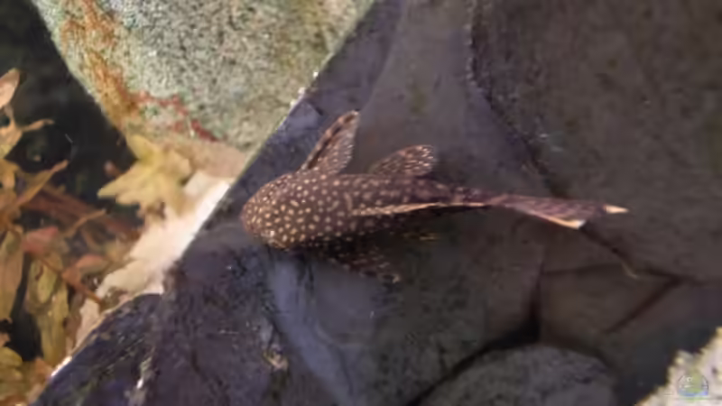 Besatz im Aquarium Juwel Rio 240 von schecki (13)