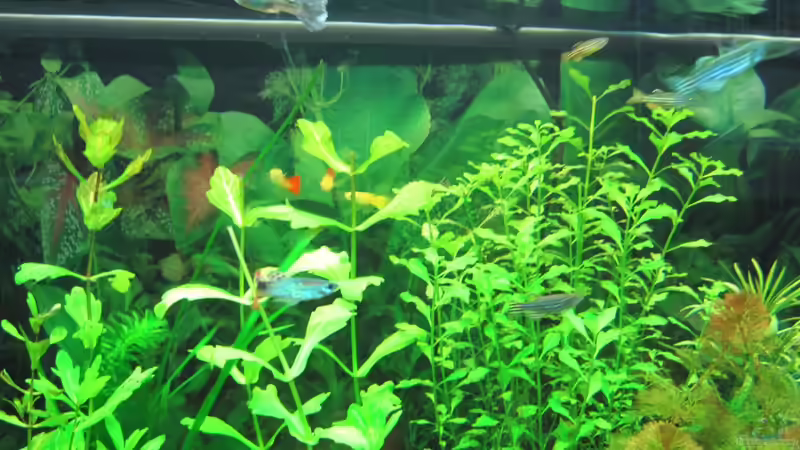 Besatz im Aquarium Juwel Rio 240 von Streaknet (10)