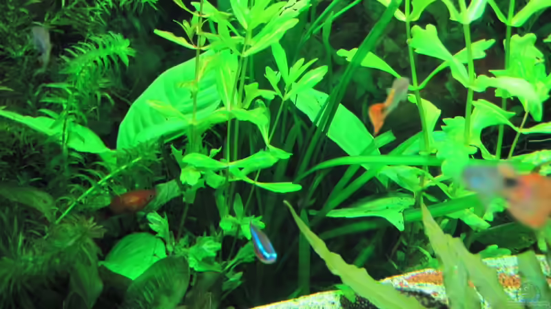Besatz im Aquarium Juwel Rio 240 von Streaknet (11)