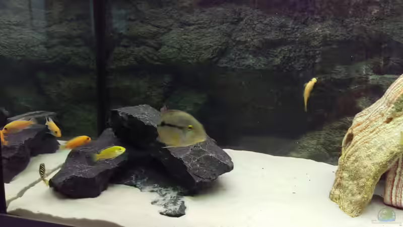 Besatz im Aquarium Juwel Rio 240 von Waldemar Becker (2)