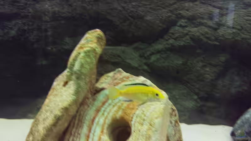 Besatz im Aquarium Juwel Rio 240 von Waldemar Becker (3)