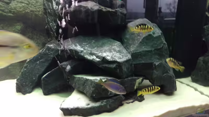 Besatz im Aquarium Juwel Rio 240 von Waldemar Becker (4)