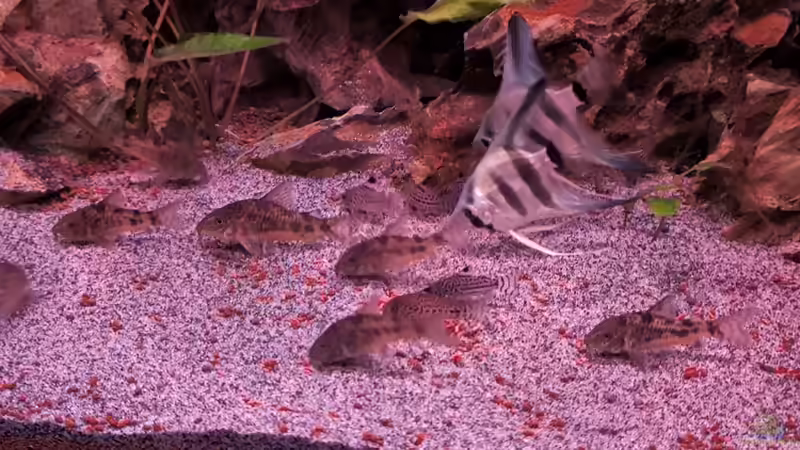 Besatz im Aquarium Juwel rio 300 von Ralf Bercke (5)