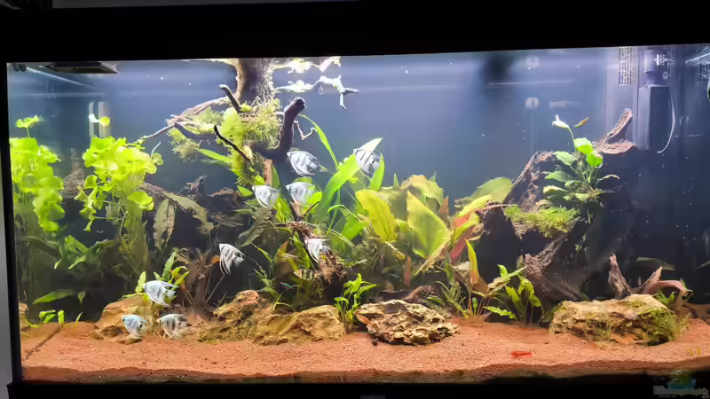 Besatz im Aquarium Juwel rio 300 von Ralf Bercke (6)