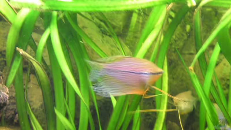 Besatz im Aquarium Juwel Rio 400 von Florian Förster (10)