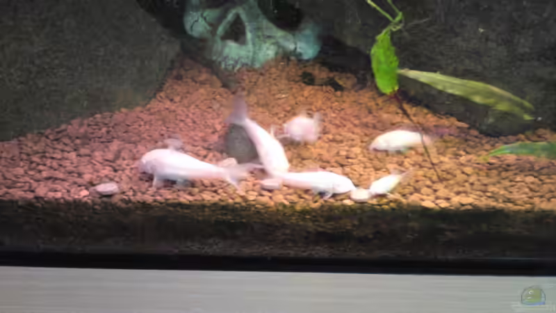 Besatz im Aquarium Juwel Rio 400 von Florian Förster (11)