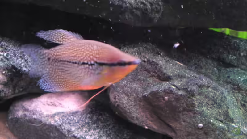 Besatz im Aquarium Juwel Rio 400 von Florian Förster (7)