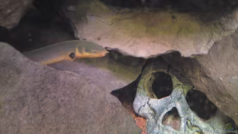 Besatz im Aquarium Juwel Rio 400 von Florian Förster (8)