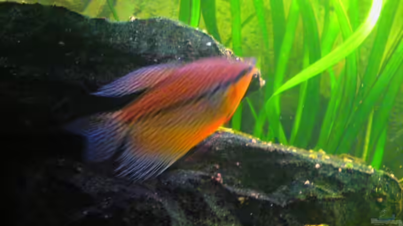 Besatz im Aquarium Juwel Rio 400 von Florian Förster (9)