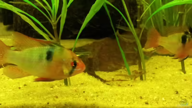 Besatz im Aquarium Juwel Rio 400 von Hans Lonzeck (41)